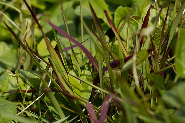 Jardin des Impressionnistes-MAI14-113